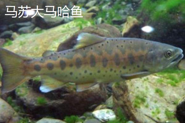 什么是牢底坐穿鱼，泛指受到保护的鱼类