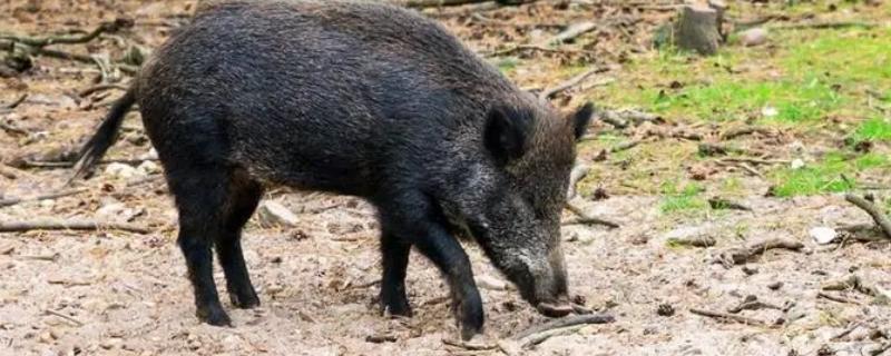 野猪下山有什么规律，常在早晨、黄昏外出活动觅食