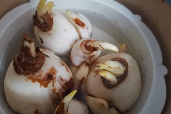 怎么处理水仙球茎，要将其放置在室内通风的散光处养护