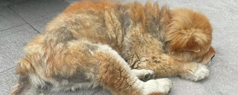 犬患上巴贝斯虫病有什么症状，高烧、精神沉郁、脾脏肿大等情况均有可能出现