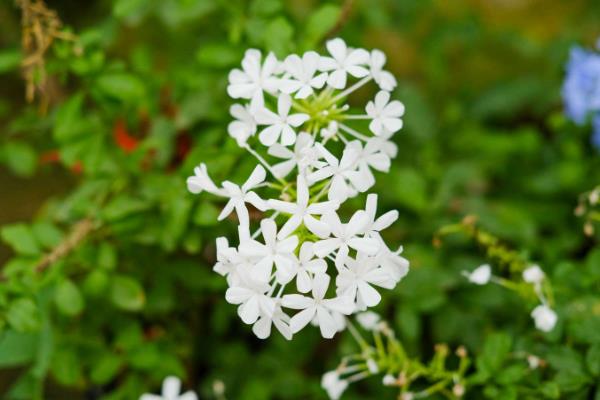 怎么养白雪花，可以每隔15天左右施肥一次