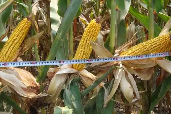 迪卡268玉米种子特征特性，适宜播种期4月下旬～5月上旬