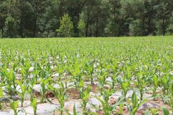 元利禾251玉米种子特点，密度5000～6000株/亩