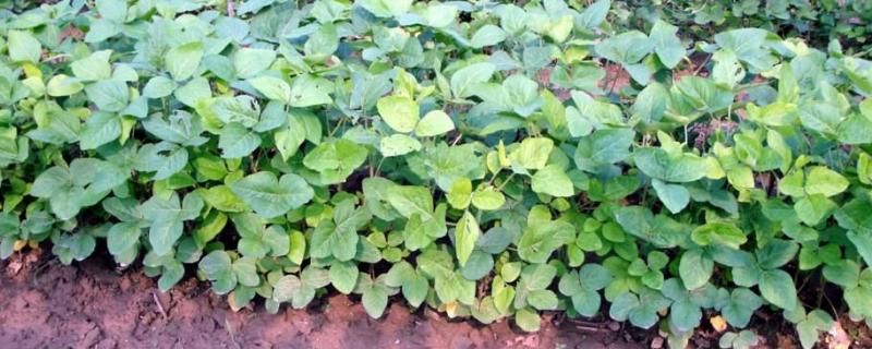 铁豆132大豆种子特征特性，注意防治病虫草害