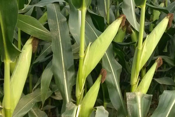 先美达88玉米种子特征特性，中抗茎腐病