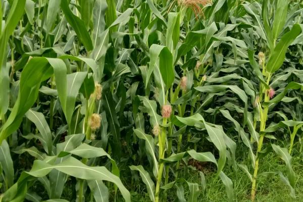 先美达88玉米种子特征特性，中抗茎腐病