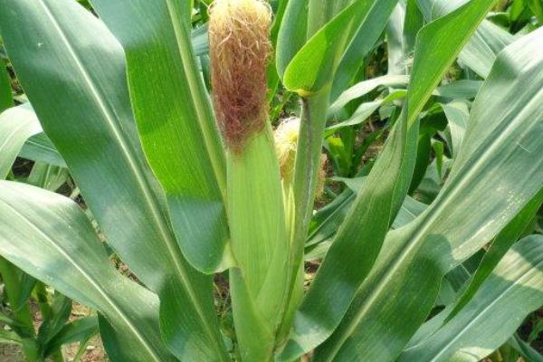 L768玉米种子特点，高抗茎腐病