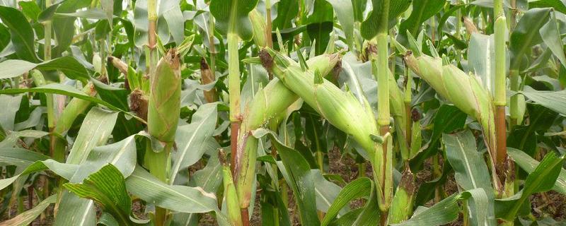 KM288玉米种子特征特性，出苗至成熟124天