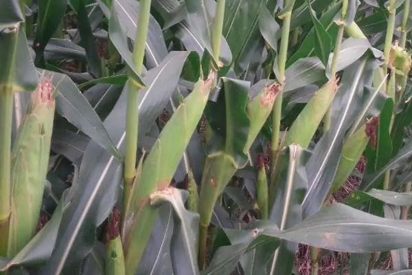 吉单668玉米种子特征特性，4月下旬至5月上旬播种