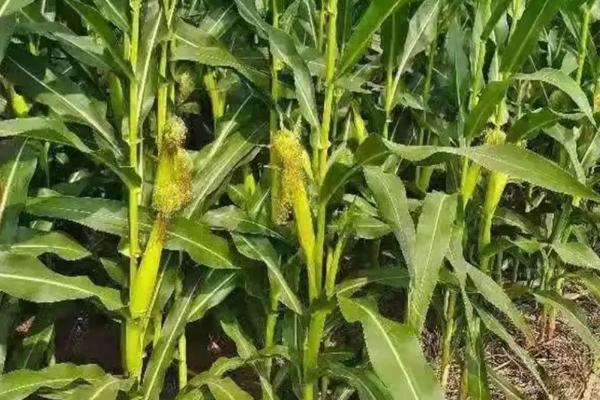 吉东1910玉米种子介绍，中晚熟品种