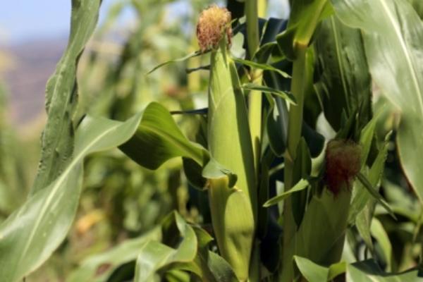 荣玉2玉米种子特征特性,4月下旬至5月上旬播种