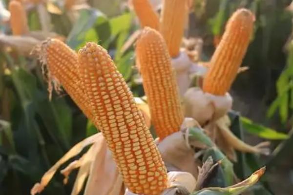 吉东1910玉米种子介绍，中晚熟品种