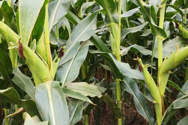 荣玉2玉米种子特征特性,4月下旬至5月上旬播种