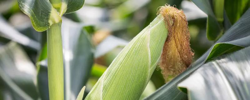 吉东1910玉米种子介绍，中晚熟品种