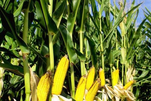 龙单292玉米种子介绍,该品种幼苗期第一叶鞘紫色