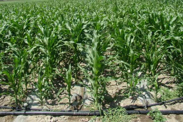 龙单292玉米种子介绍,该品种幼苗期第一叶鞘紫色