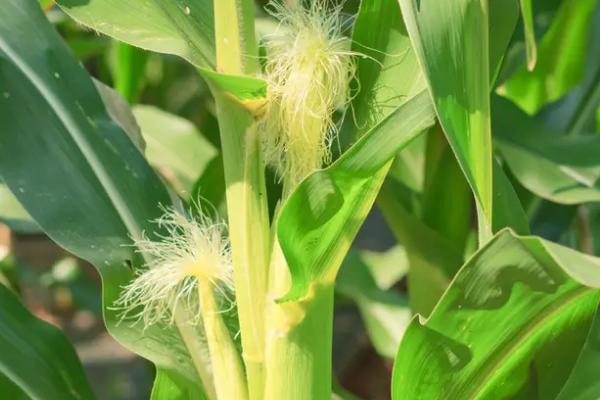 菊城5号玉米品种简介，苗期防治蚜虫及灰飞虱危害