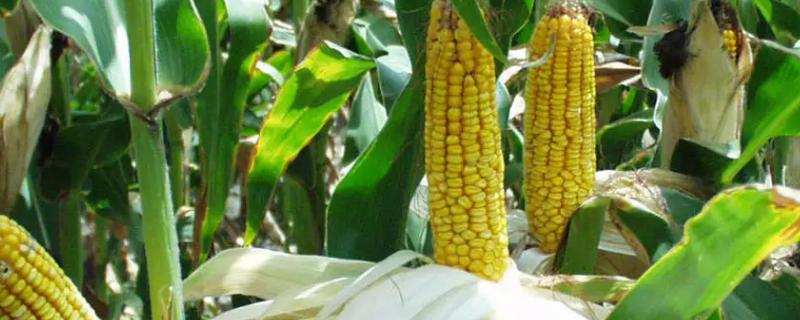 菊城5号玉米品种简介，苗期防治蚜虫及灰飞虱危害