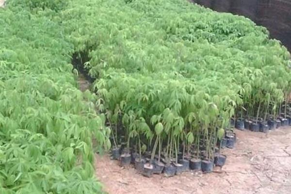 木棉的简介，属于木棉科里面的乔木