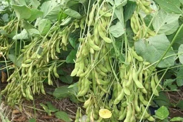 华豆8号大豆种子介绍，亩种植密度1.5万株左右