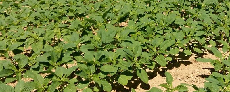 华豆8号大豆种子介绍，亩种植密度1.5万株左右
