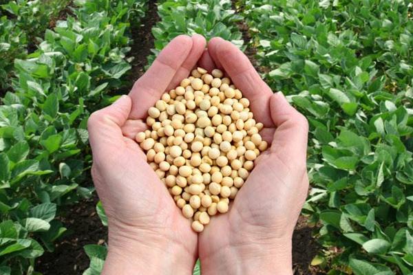 华豆8号大豆种子介绍，亩种植密度1.5万株左右