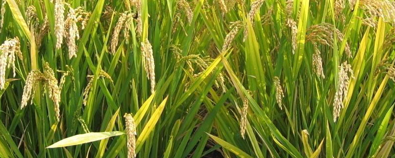 君两优815水稻品种简介，每亩施纯氮12千克