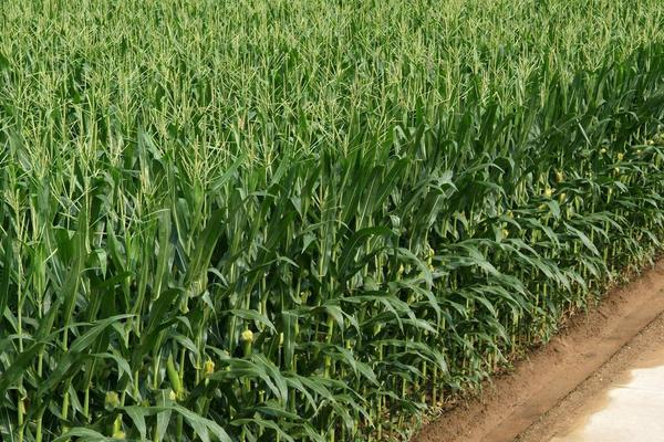 智汇367玉米品种的特性，适宜密度为每亩4500株左右