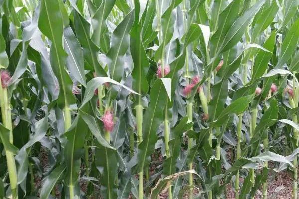 DLN901玉米种子特点，适宜密度为每亩5000株左右