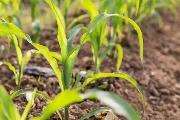 DLN901玉米种子特点，适宜密度为每亩5000株左右