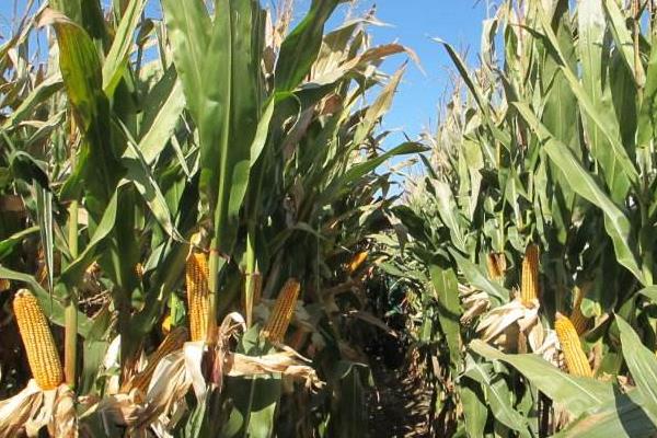 智汇367玉米品种的特性，适宜密度为每亩4500株左右