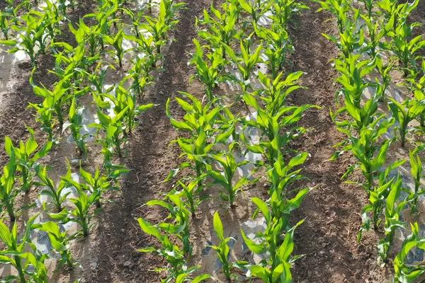 金裕888玉米种子简介，平均生育期102.9天