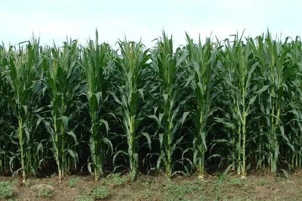 郑单612玉米品种的特性,平均生育期96.0天