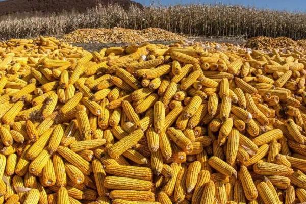 金裕888玉米种子简介，平均生育期102.9天