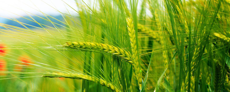 邦农607小麦种子特征特性，半冬性品种