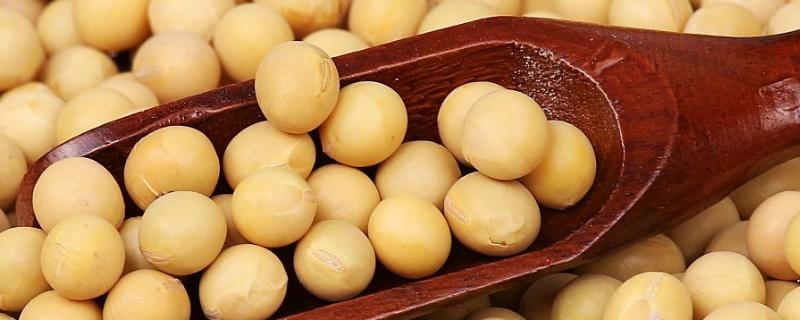 冈早黄1号大豆种子特点，属高蛋白早播夏大豆品种