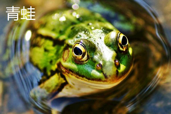 牛蛙和青蛙有什么区别，体型、皮肤颜色和叫声均不同