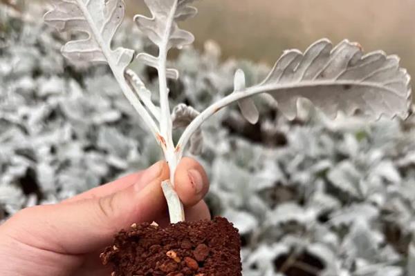 银叶菊有没有毒,银叶菊是没有毒性的