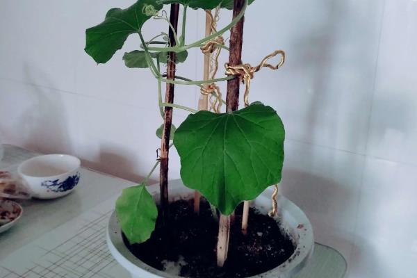 葫芦的种植方法，种植前需要对种子进行催芽