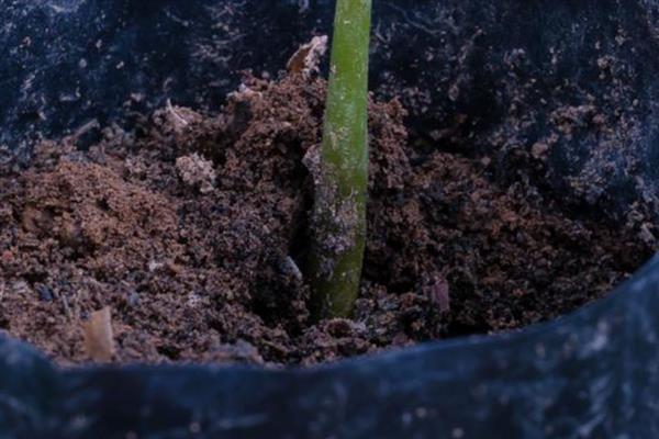 室内荷花的种植方法，要选择一个容量较大的水缸作为花盆