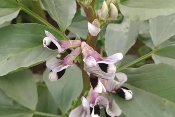 蚕豆开花不结果的原因，可能是生长过旺、温度过低等因素造成