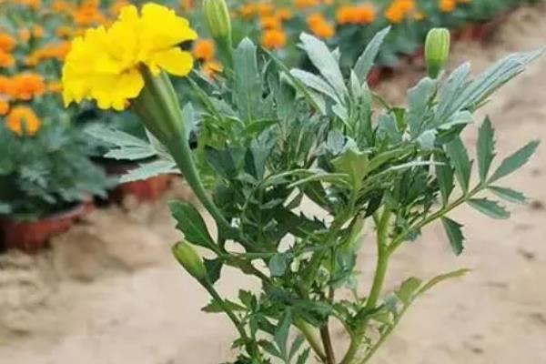 怎么种孔雀草，在种植后需要进行适当遮荫保护