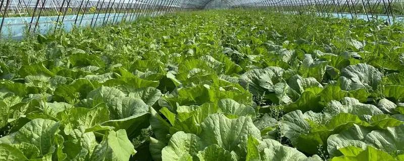 早春冷棚大白菜的种植技术，育苗期间温度要控制在13℃以上