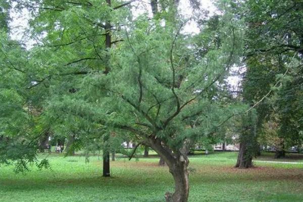 榧树和粗榧的区别，科属、株型和花朵均不同