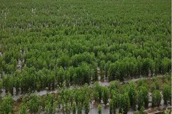 艾草的种植技术，主要以根茎分株进行无性繁殖