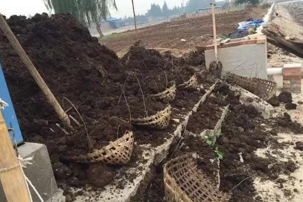 厩肥有什么作用，可提高土壤养分的有效性