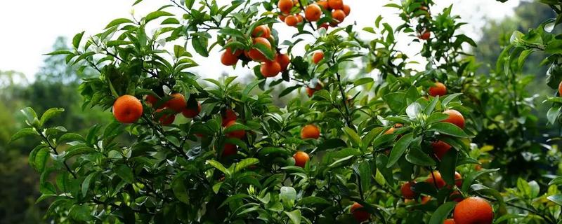 种植砂糖桔有哪些条件，适宜的PH值为5.5-6.5