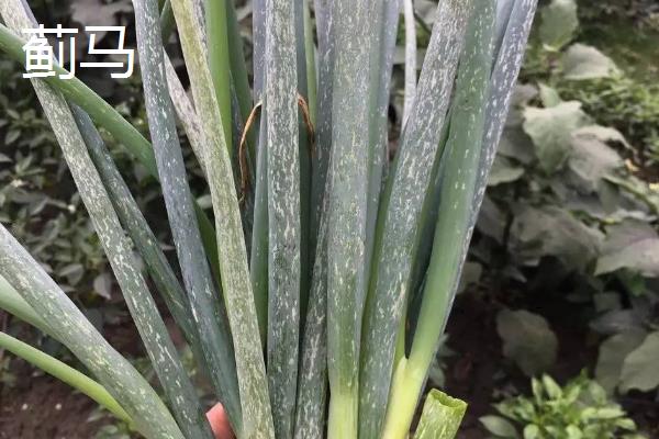 大葱一亩地能产多少斤，亩产可高达10000公斤