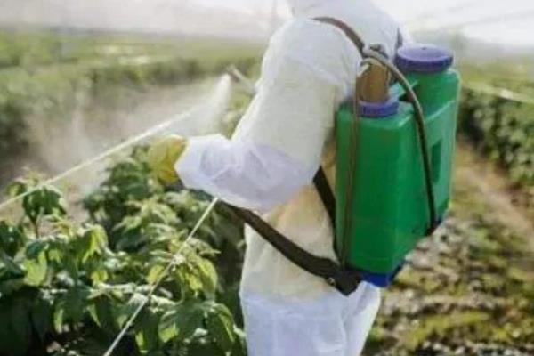 葵花苗前封闭除草剂有哪些，常见的有乙草胺、氟乐灵等