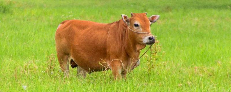 牛的种类，分为乳用品种、肉用品种、兼用品种、役用品种